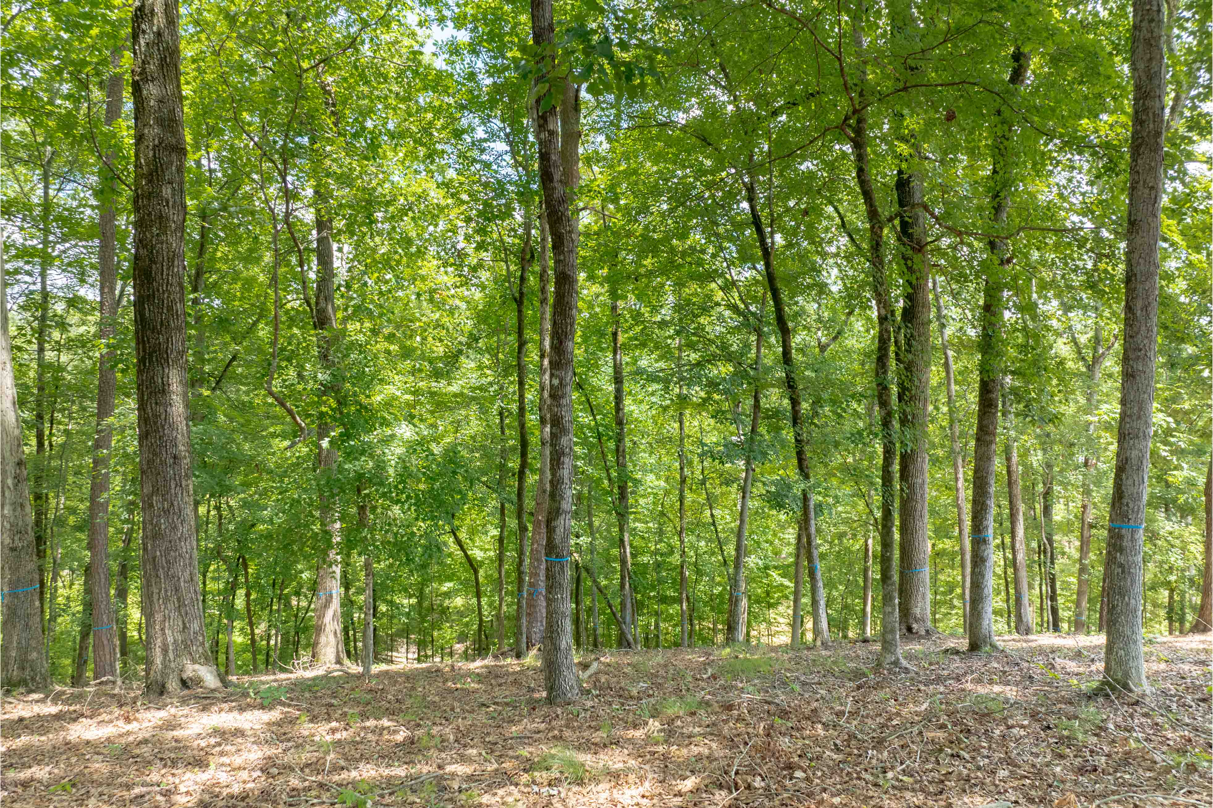 1100 High Bluff Lane image 7